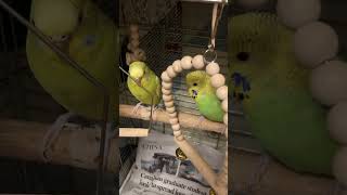 Bob & Sam quietness mesmerizes me:) #budgies #parrot #pets #shorts #bilionera