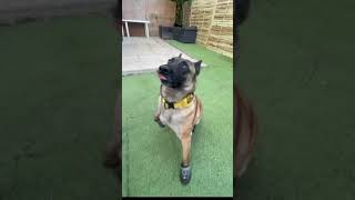 Je test les chaussures pour chien sur Chica 🐕. #chien #dog #malinois #chaussure #shorts