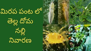 nalli nivarana | tella doma | aku mudata |nivarana | white flycontrol | in | chilli | mirchi | crop