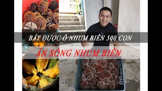 Bắt được ổ Nhum biển 500 con, ăn sống Nhum biển. (Biển Kì Co - Quy Nhơn)