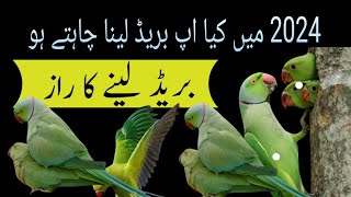 Indian ringneck se breed Lene Ki taiyari / ringneck breeding tips / Urdu Hindi