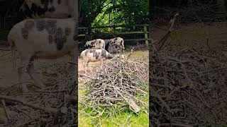 City Farm House, Sheep, London #shorts