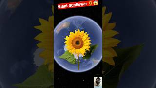 Giant Sunflower On Google Earth 🌻😱 #shorts #youtubeshorts #viralshort #sunflower