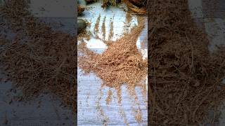 How to make cocopeat at home#cocopeat#shorts#plzsubscribe