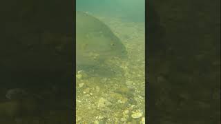 Bass Biting Lure Underwater