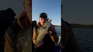 Big Golden WALLEYES👀🏕️ #algomacountry #getoutdoors #walleyefishing #ontario #northernontario