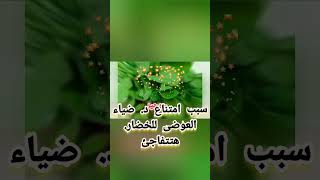 د. ضياء العوضى يمنع الخضار فى نظام الطيبات. https://youtu.be/I06gfAAbq7o?si=2oktcz7aOiSmgq4C