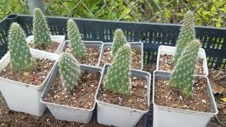 Cactus Propagation With Great Success Zone 8B