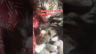 Mom cat hugs kitten having a bad dream - too cute -#catsleeping #sleepmusic #viral #shorts#catsvideo