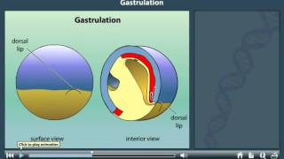 Gastrulation animation