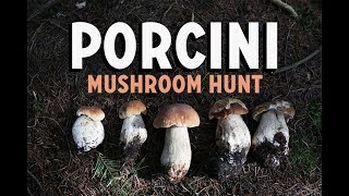 Foraging For Porcini Mushrooms | Mushroom Pasta