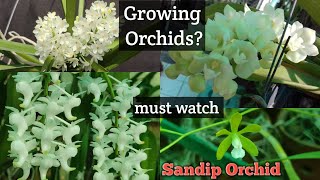 Are you an orchid grower?must watch this @Sandip Orchid #Bengali #orchid #alba#whiteorchid