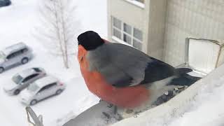 Feeding birds in winter