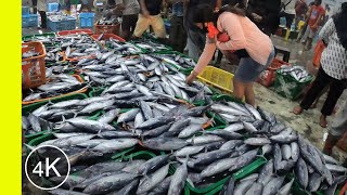 4K - Walking in the biggest fish auction port in North Sulawesi ( PELELANGAN IKAN TUMUMPA MANADO )