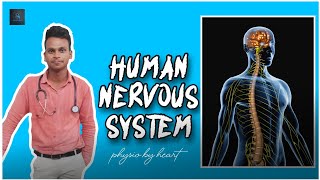 Nervous system in human body|| Nervous system physiology|| Gaurav lute