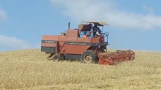 بداية موسم الحصاد 2020  New Holland 2020 Wheat Harvest