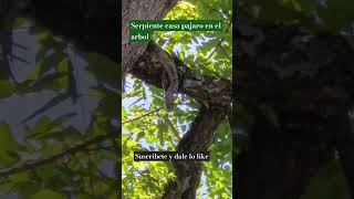 SERPIENTE SUBE ARBOL Y CASA PAJARO (TENNESSEE)