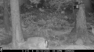 Fallow deer and a pine marten