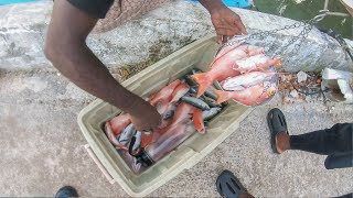 This Is Why I love Fishing In The Dark  | Nice Red Snapper Catch