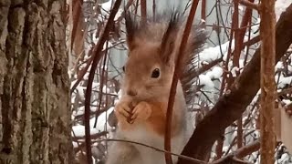 Бусинка🤗❤🐿 и её лесная семья ❤🐿🐿🐿🐿🐿❤❄⛄ #белка #белочка #лесныежители #squirrel