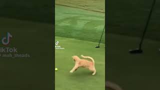 #Cats #funny #rich #golf #shorts The rich people laugh😂