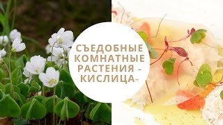 231.КИСЛИЦА - съедобная и полезная. Как я съела вазон ЗАЯЧЬЕЙ КАПУСТЫ