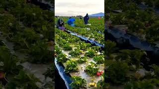 Strawberry Farming #straberry #reels #adventure #berry #america #jugaad #israel #farming #tractor