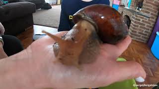 Snails super sized, biggest slug Achatina fulica