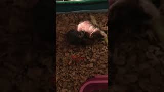 New born skinny pigs