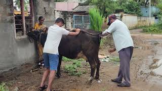 மழையில் ஓர் சினை ஊசி.