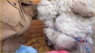 Wool Blind. What does that mean? #sheep #backyardfarming, #sheepswool #adorableanimals