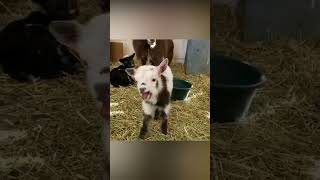 Please Subscribe😍😍 Cutest Funny Baby Goats🐐 | Video Compilation 2024