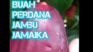 Pohon jambu jamaika berbuah pertamaX