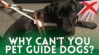 The REAL Reason You Can't Pet Guide Dogs and Service Dogs