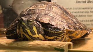 Cumberland Slider Care Video!!! | Update Video