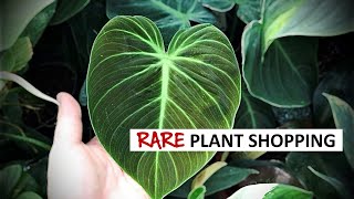 Can RARE Plants Be Affordable? Of Course. Just Follow Me... 😏