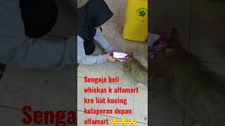 pecinta kucing... #kucinglovers #cat