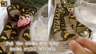 Never Trust a Poisonous Snake...He Wanted to Check after Feeding It #SankeBite #AnimalAttack