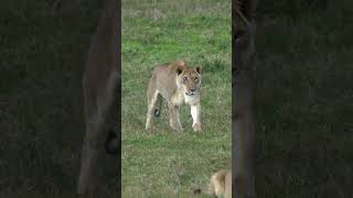 Female lion with bad eye injury 😱.