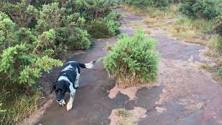 Thurstaston Hill walk and views with Stella