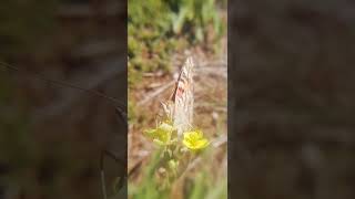 Lake Baikal and its Beautiful nature (summer time, Butterflies and their delicious nectar)