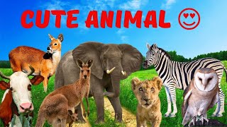 CUTE ANIMALS | ANIMAL ELEPHANT, ZEBRA, DEER, OWL, COW, KANGAROO, HORSE AND OTHER ANIMALS