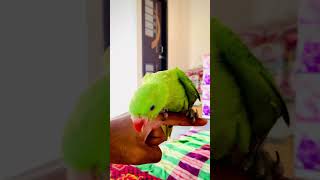 Indian ringneck parrot in Bangladesh #parrot #shortvideo #short #Vlog_Is_Mine