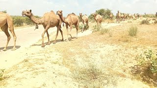 Arizona desert animal running