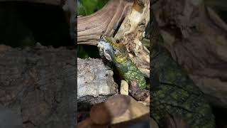 Caiman Lizard chowing down on some apple snail