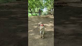 Bruno Play on Cricket || Bruno The Labrador || #Shorts