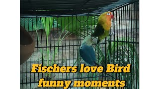 fischers and black mask love bird pair funny moments and voices