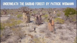 Underneath The Baobab Forest: A Presentation By Patrick Widmann