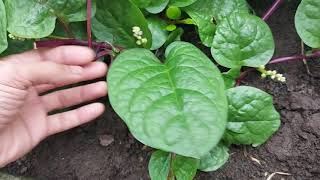 Gigantic Alugbati leaves. No Chemicals. Home Grown.