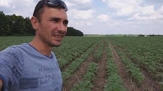 No-Till Подсолнечник после сорняков как покров